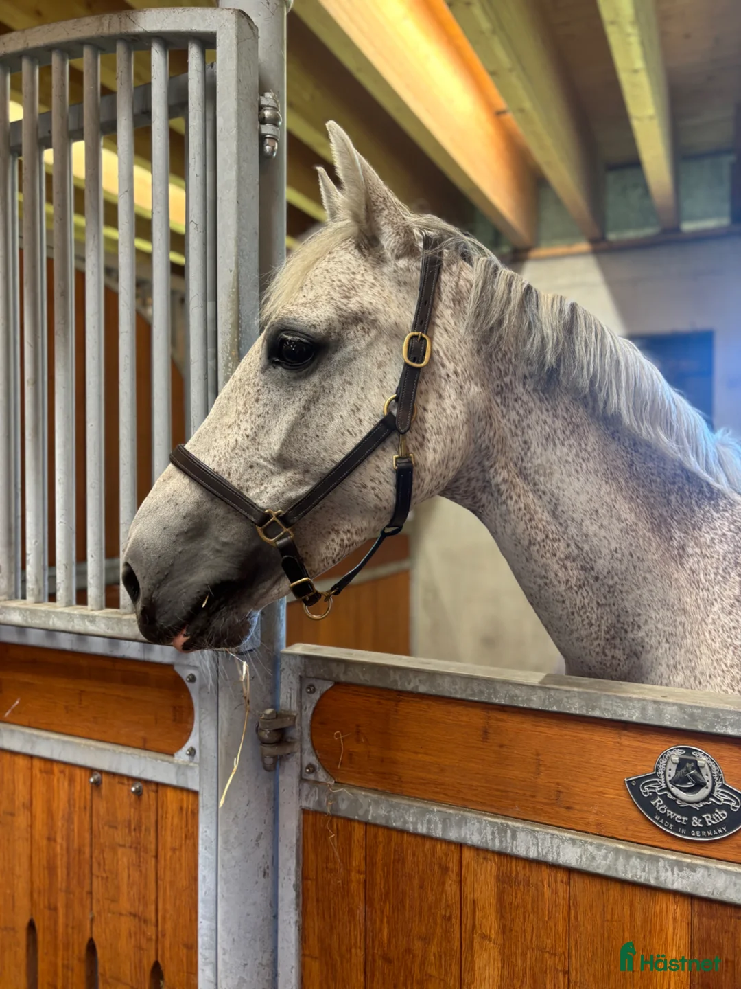 Hoppning hästar till salu: Trevlig häst att utvecklas tillsammans med! - Annons 2