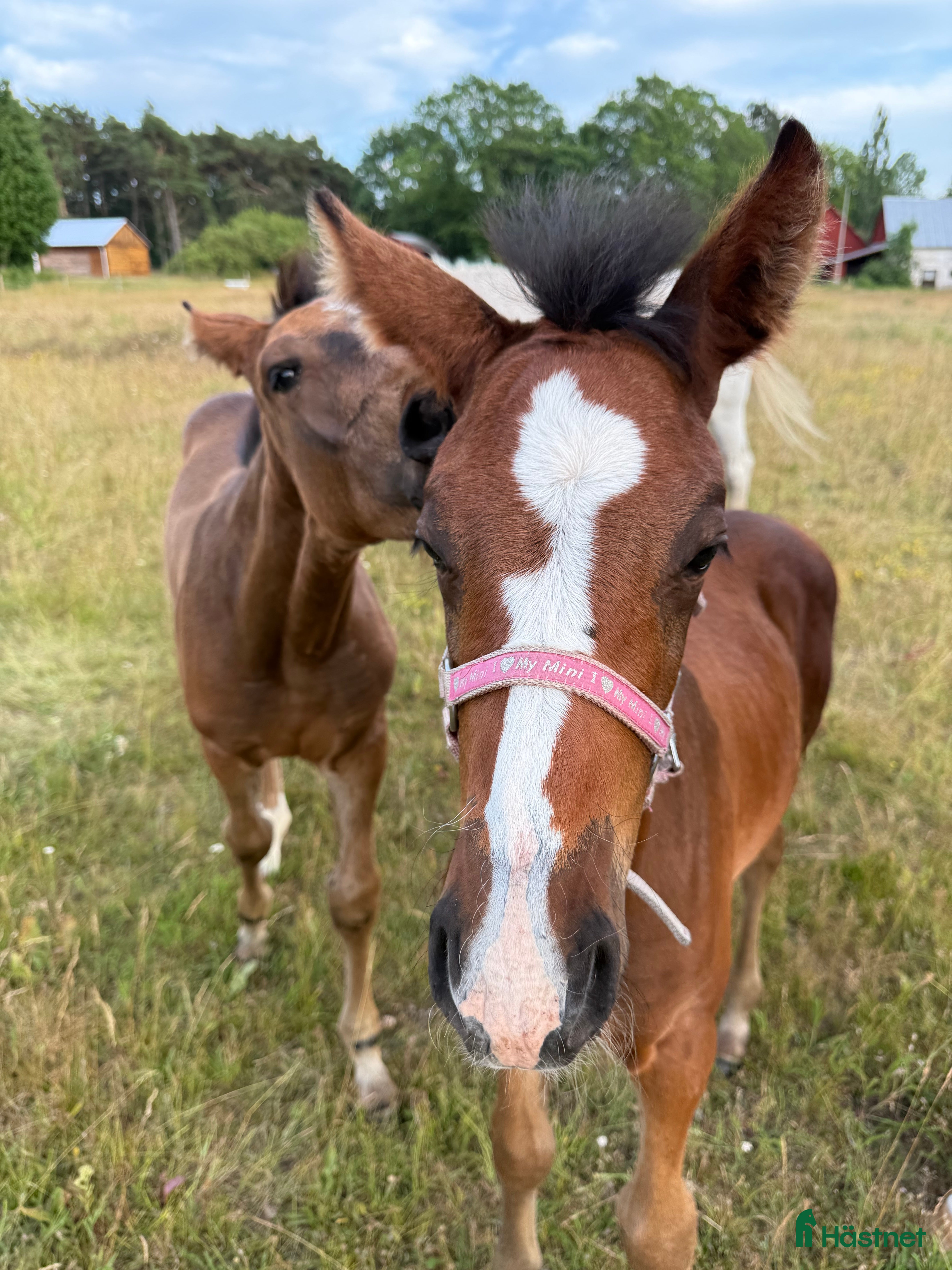  hästar Vacker och social fölunge - Annons 9