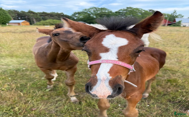 hästar i Visby - Annons 15