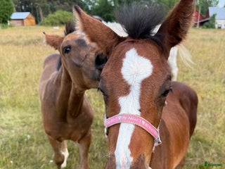 Allround hästar till salu: Vacker och social fölunge i Visby - Annons 1
