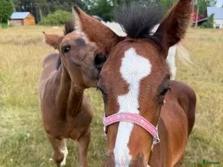 hästar Vacker och social fölunge - Annons 9