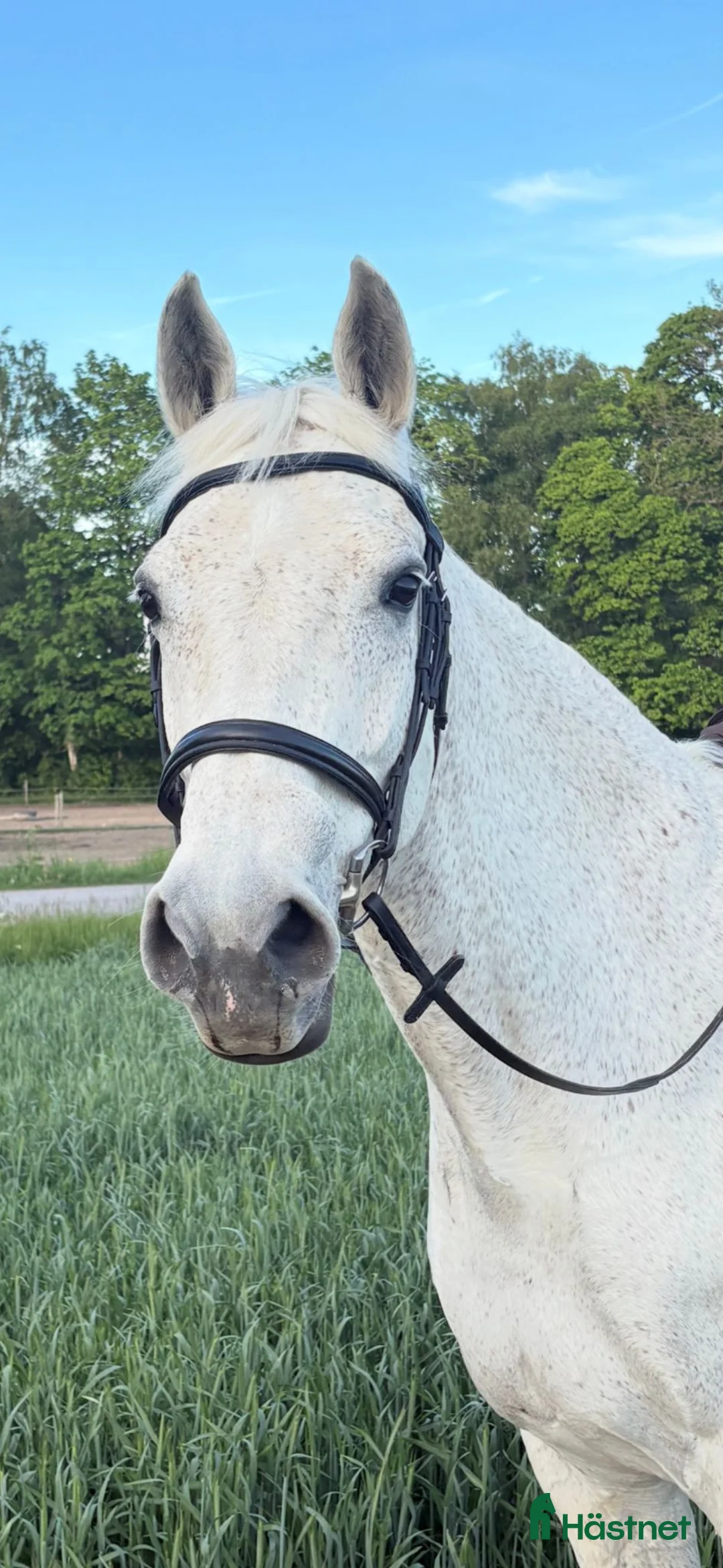 Allround hästar till salu: Hobbyhäst och bästa vän - Annons 1
