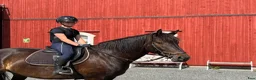 Allround hästar till salu: Viktbärande sto - Annons 4