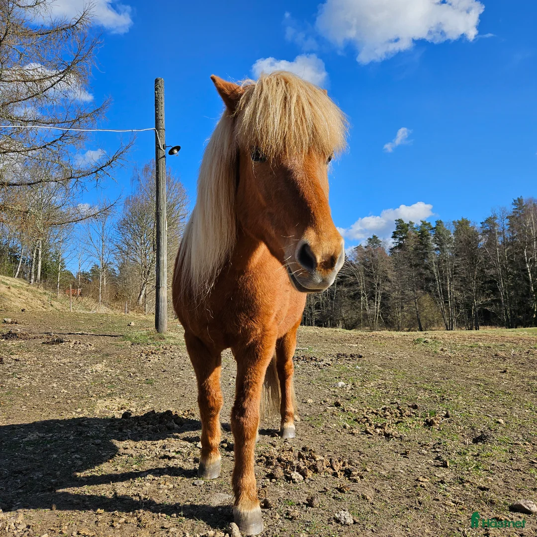 Island hästar till salu: Snälla underbara Stina måste nu flytta i Annerstad - Annons 1