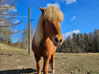 hästar Snälla underbara Stina måste nu flytta i Annerstad - Annons 3