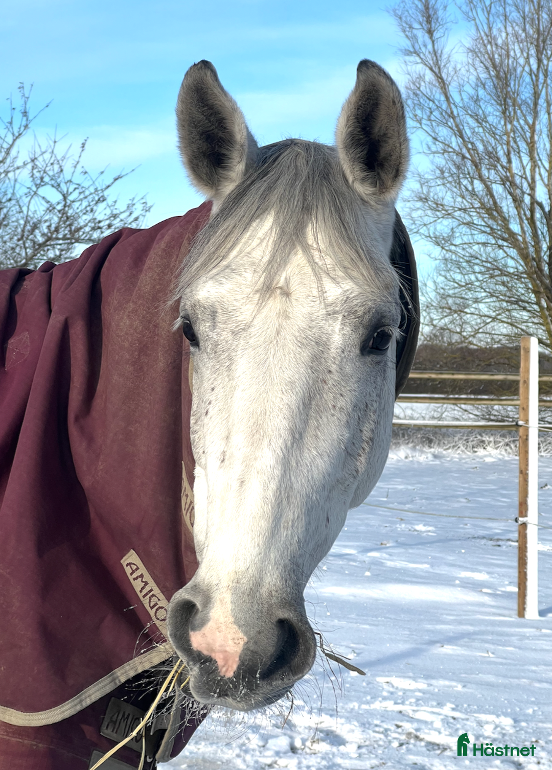Hoppning hästar till salu: Rosettplockare – Fint 7-årigt sto  i Trelleborg - Annons 4
