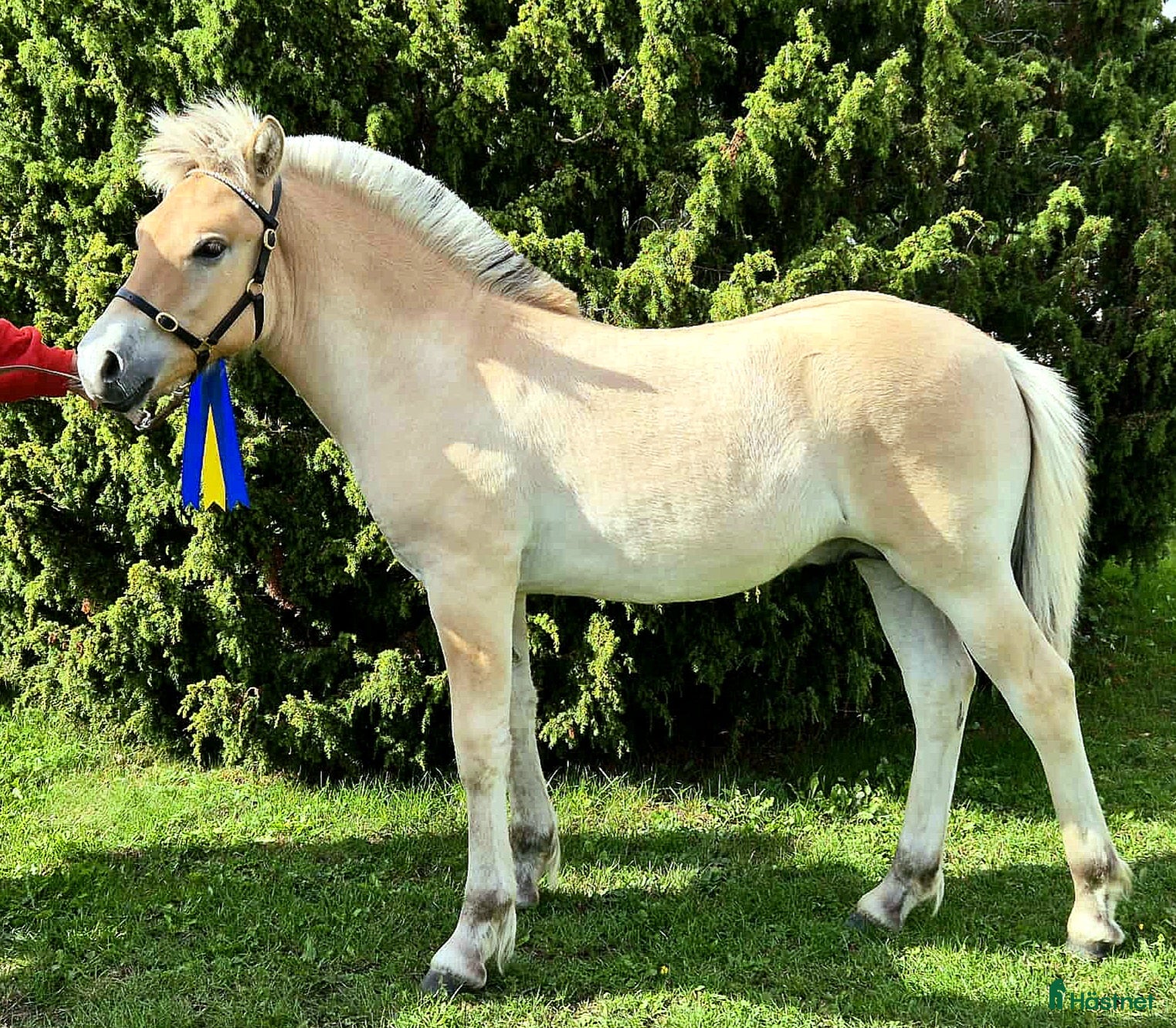 Allround hästar till salu: Rastypisk hingstunge i Bruzaholm - Annons 2