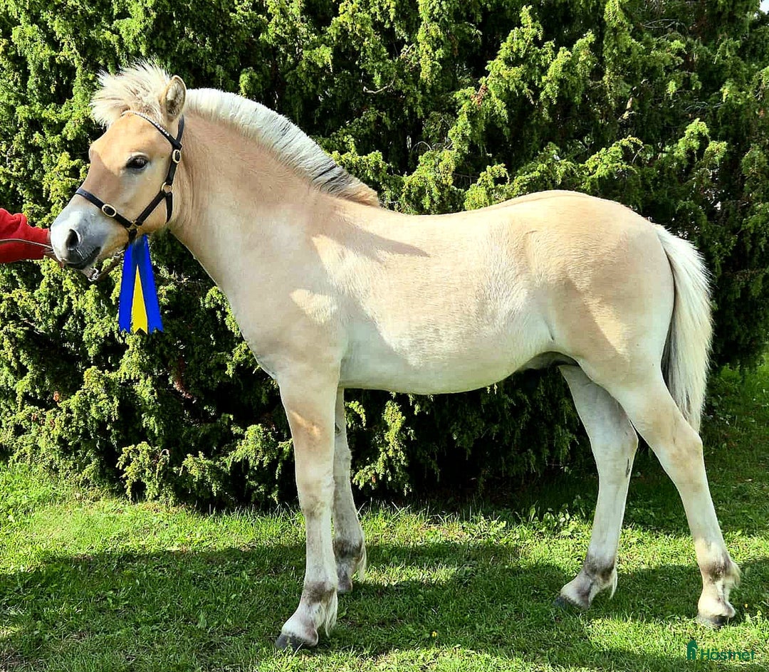 Allround hästar till salu: Rastypisk hingstunge i Bruzaholm - Annons 1