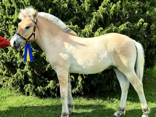 hästar Rastypisk hingstunge i Bruzaholm - Annons 9