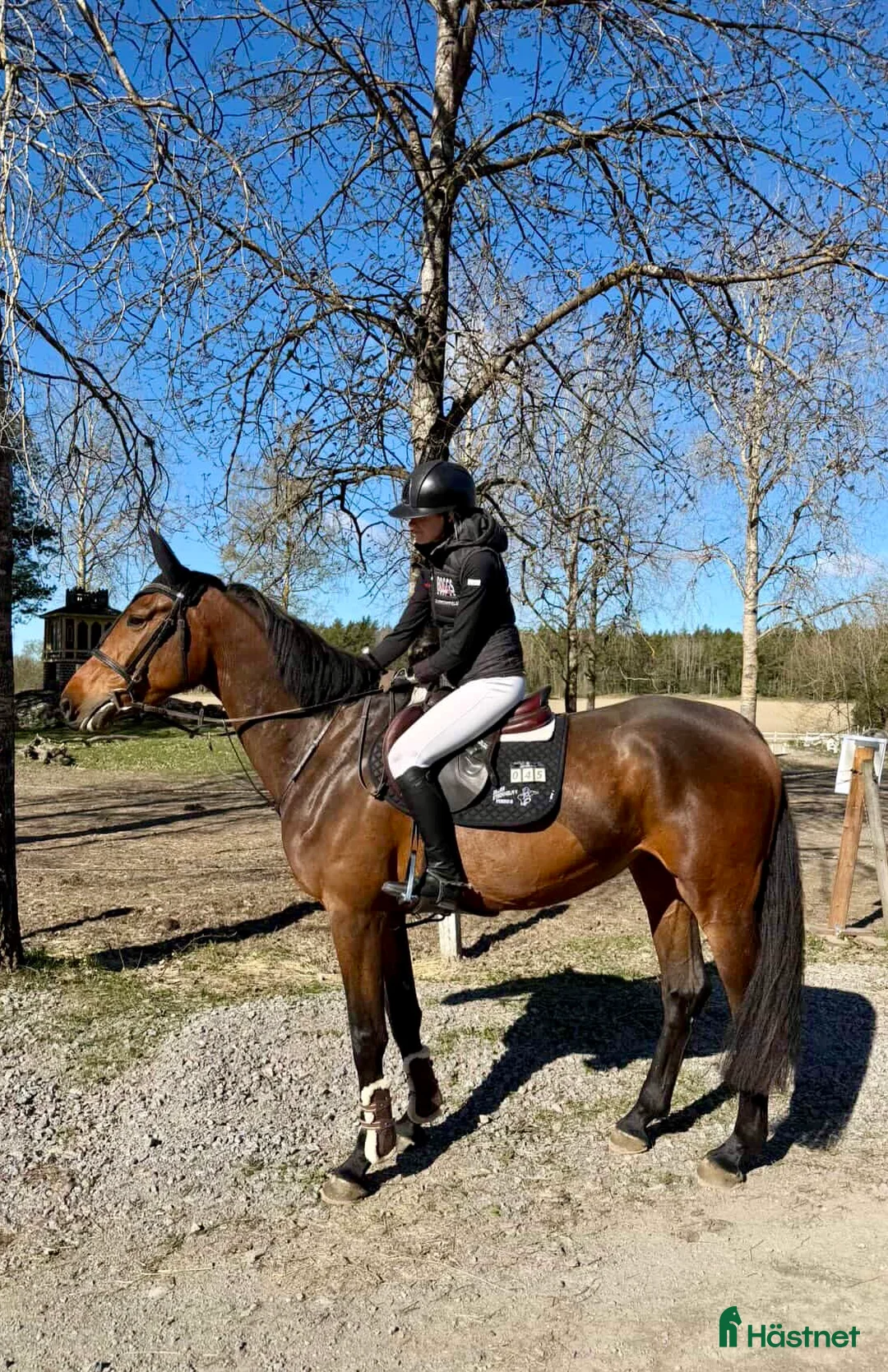 Hoppning hästar till salu: Lovande SWB-sto - Annons 2