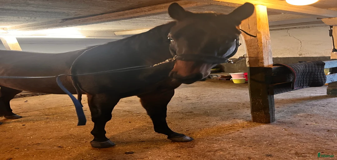 Galleribild {{count}}