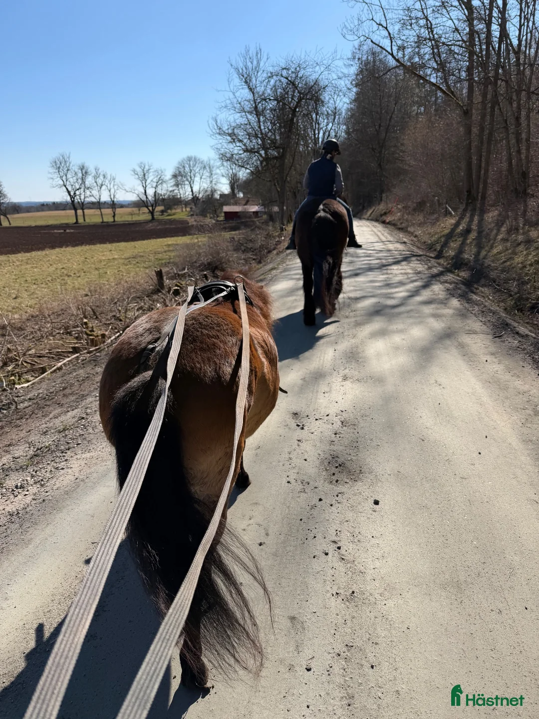 Allround hästar till salu: Super snäll ponny☀️ i Hällekis - Annons 6