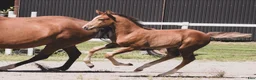 Hoppning hästar till salu: Stoföl u: svårklass mördene e:Janeiro de Bieville - Annons 3