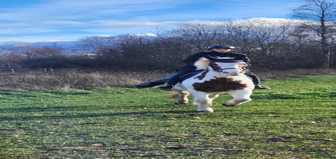 Galleribild {{count}}