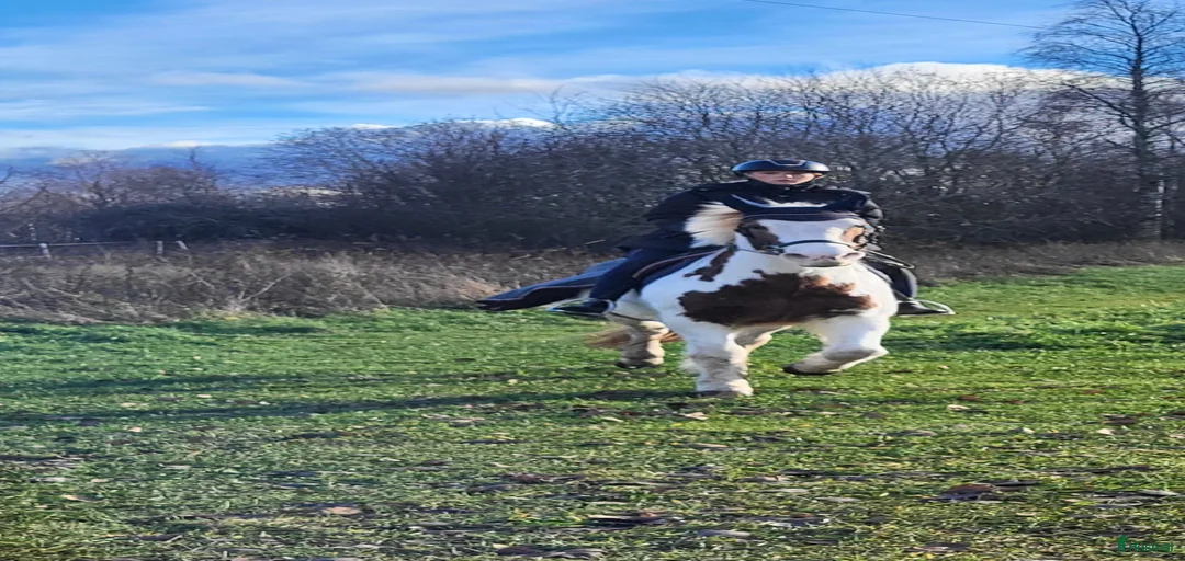 Galleribild {{count}}