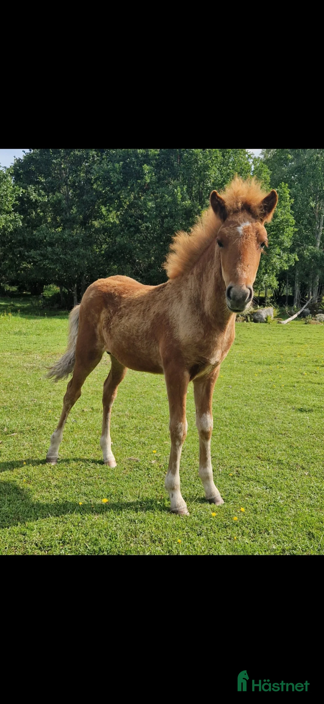 Island hästar till salu: Unghingst  - Annons 3