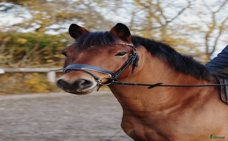  medryttarhäst finnes i Ängelholm - Annons 19