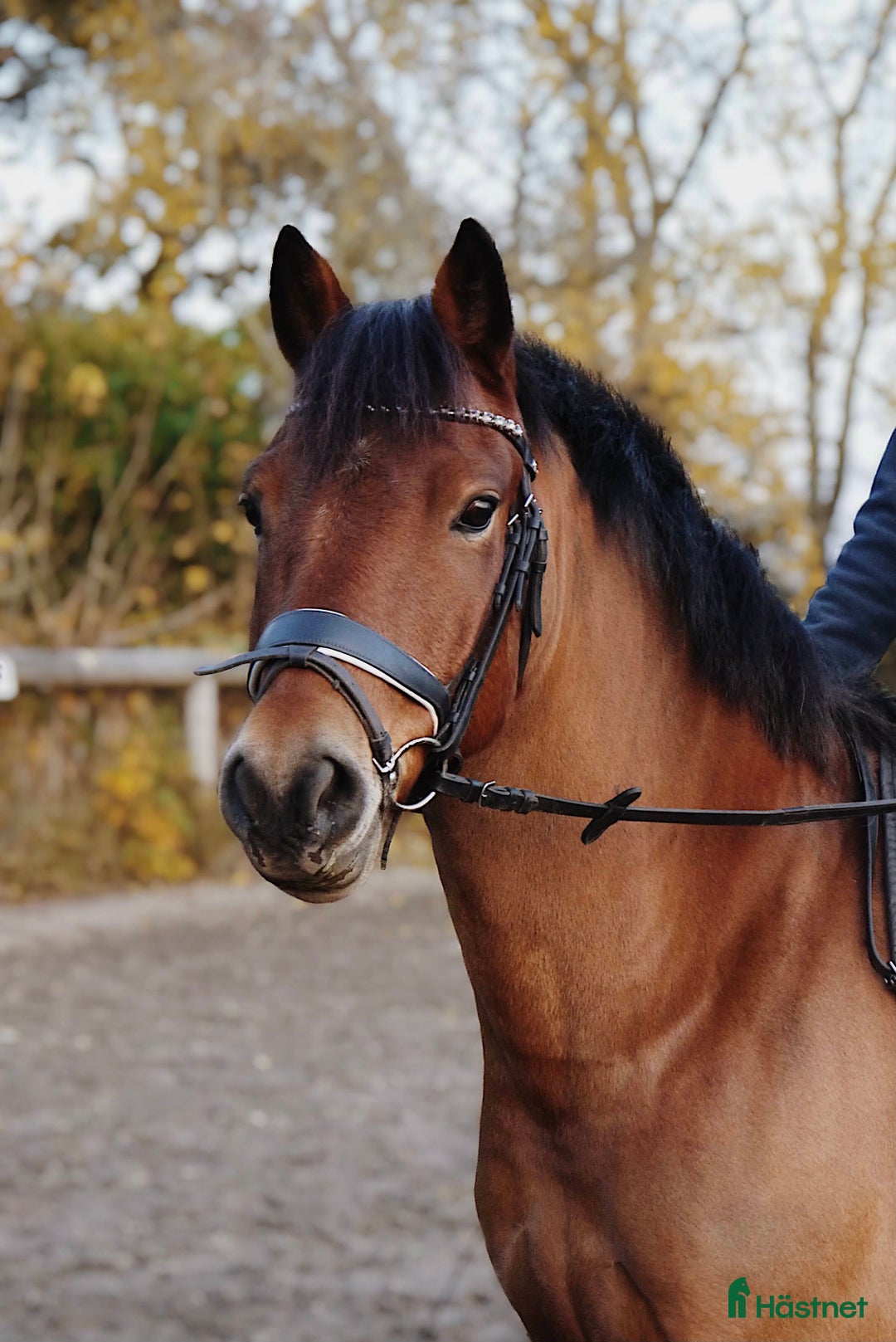  medryttarhäst finnes: Fin dressyrponny söker seriös medryttare  i Ängelholm - Annons 1