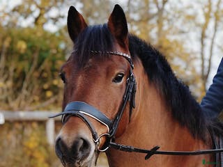 medryttarhäst finnes: Fin dressyrponny söker seriös medryttare i Ängelholm - Annons 14