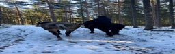 Övrigt hästar till salu: Skogsmulle letar nytt hem - Annons 3