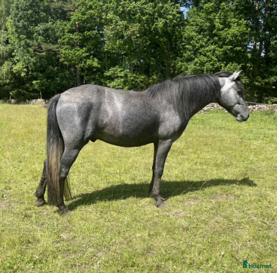 Allround hästar till salu: Silver ponny. i Värnamo - Annons 1