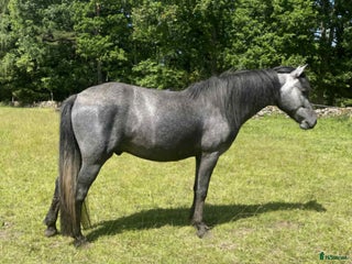 hästar Silver ponny. i Värnamo - Annons 11