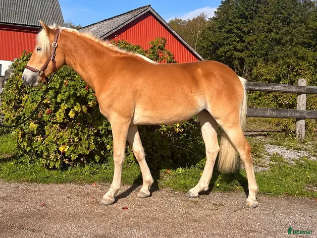 hästar till salu: Lovande ungsto - Annons 2