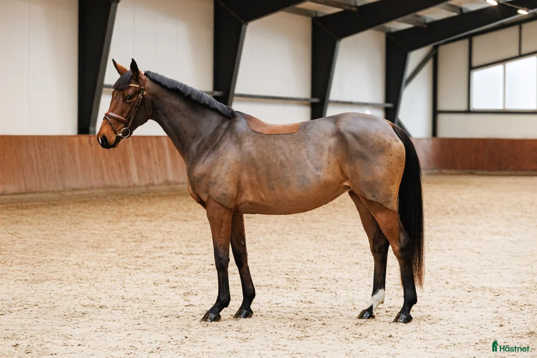 Hoppning hästar till salu: Fearless mare for showjumping/hobby i Ekerö - Annons 2