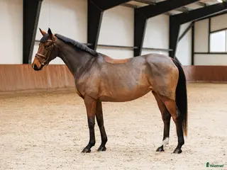 hästar Fearless mare for showjumping/hobby i Ekerö - Annons 3