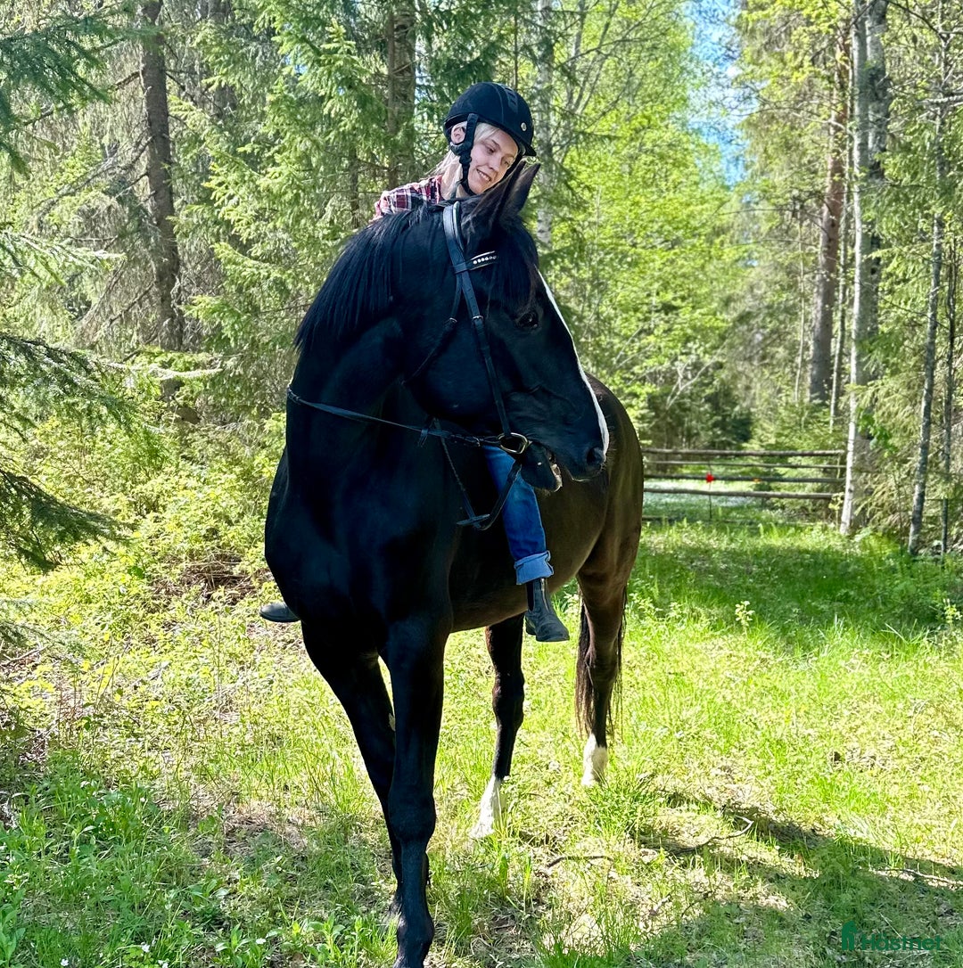 Allround hästar till salu: Varmblods travare  i Kåge - Annons 4