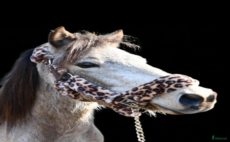  hästar Bedårande gotlandruss i Backe - Annons 13