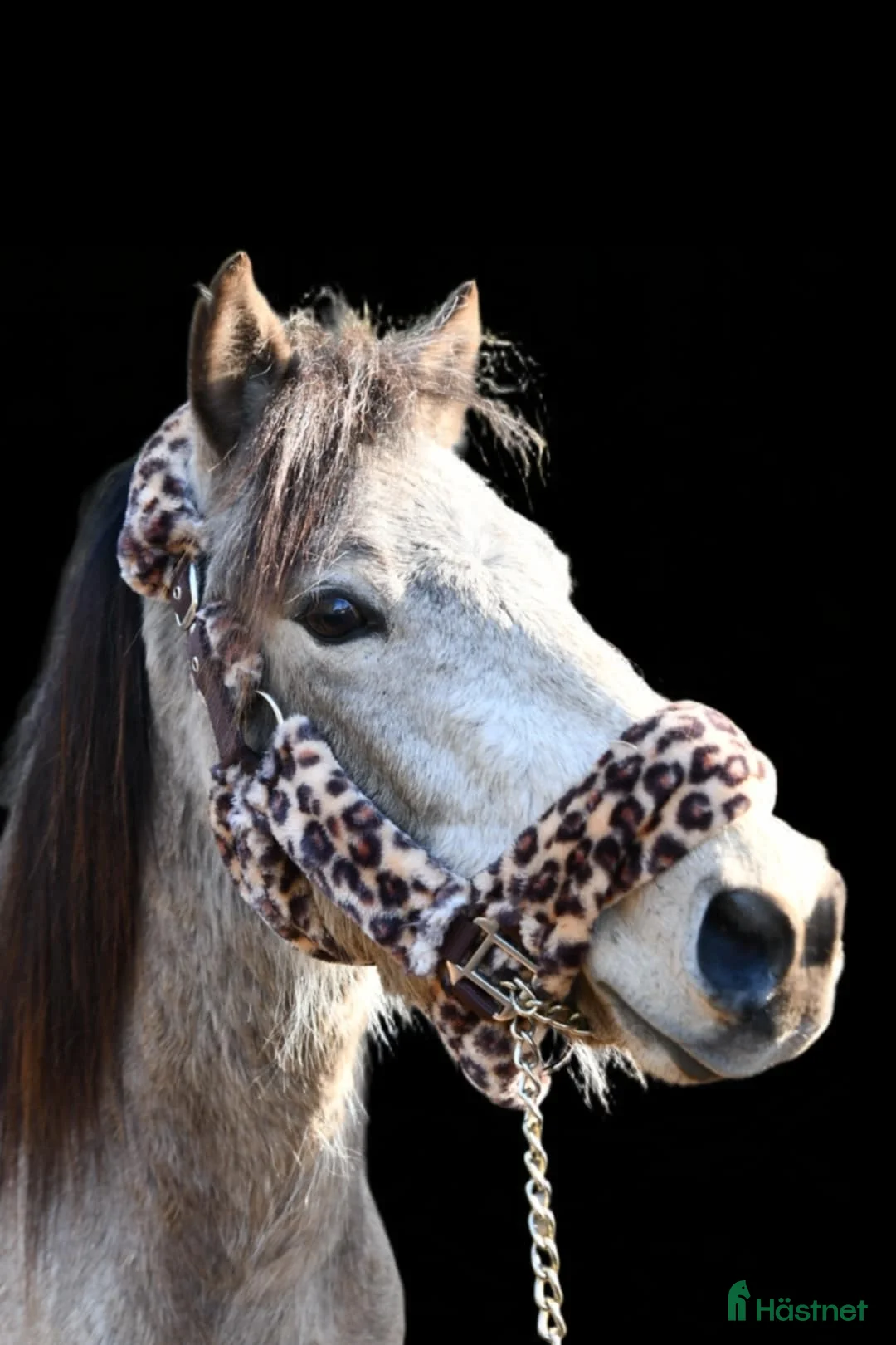 Trav hästar till salu: Bedårande gotlandruss i Backe - Annons 1