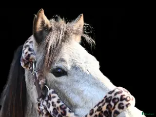 hästar Bedårande gotlandruss i Backe - Annons 3