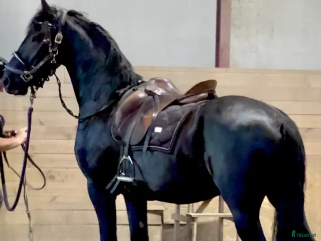 hästar till salu: Elegant frieservalack med stor potential - Annons 1