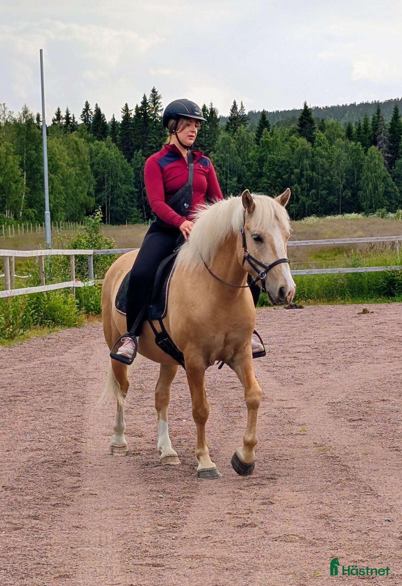  hästar Rejäl d-ponny med fint temperament  - Annons 3