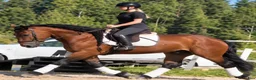 Allround hästar till salu: Fantastic fairytale horse - Annons 11