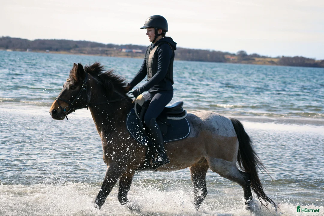 Allround hästar till salu: Läromästare  i Lindome - Annons 2