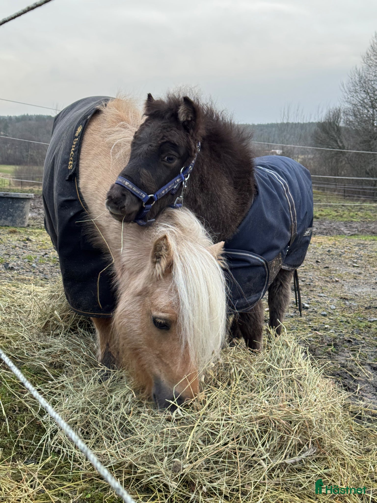  hästar 🌟 Vilja – liten ponny med stort hjärta 🌟 - Annons 1