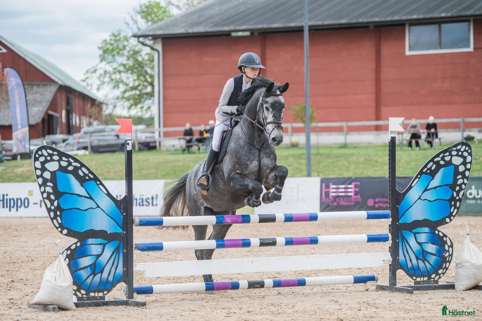  hästar 4-årigt sto e. Silber sky - Annons 1