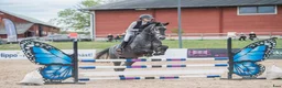 Hoppning hästar till salu: 4-årigt sto e. Silber sky - Annons 1