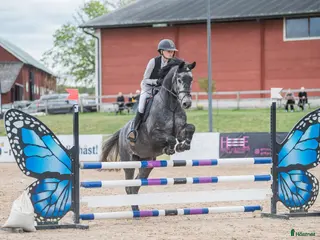 hästar 4-årigt sto e. Silber sky - Annons 2