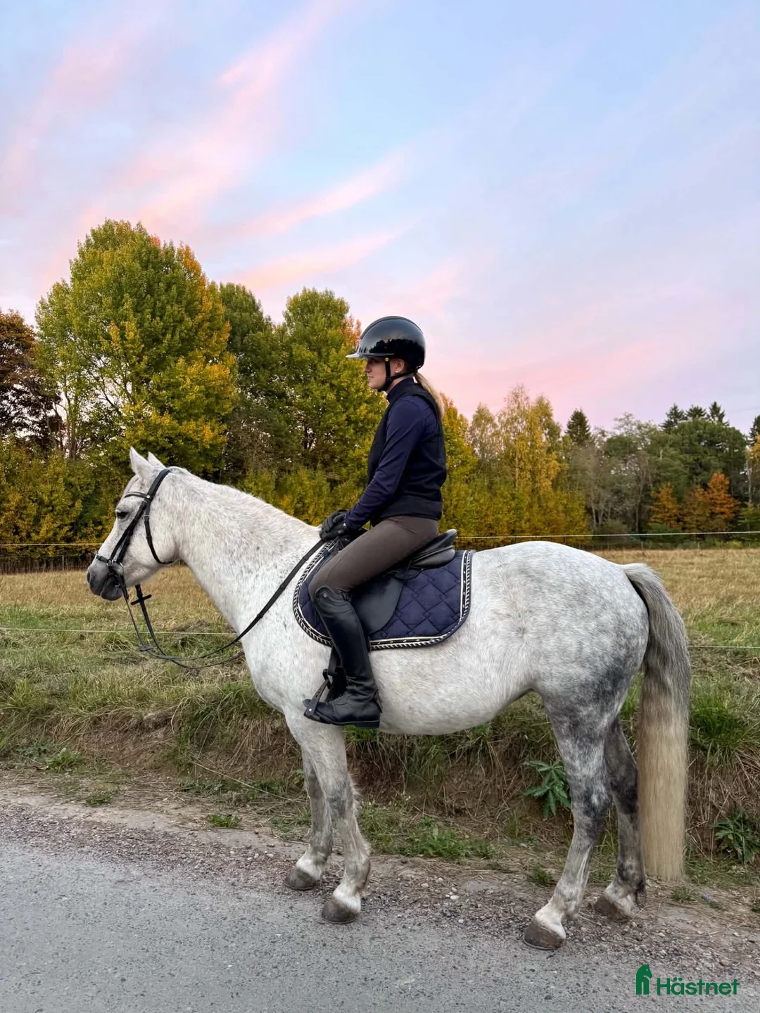 Allround hästar till salu: Snäll C-ponny - Annons 2