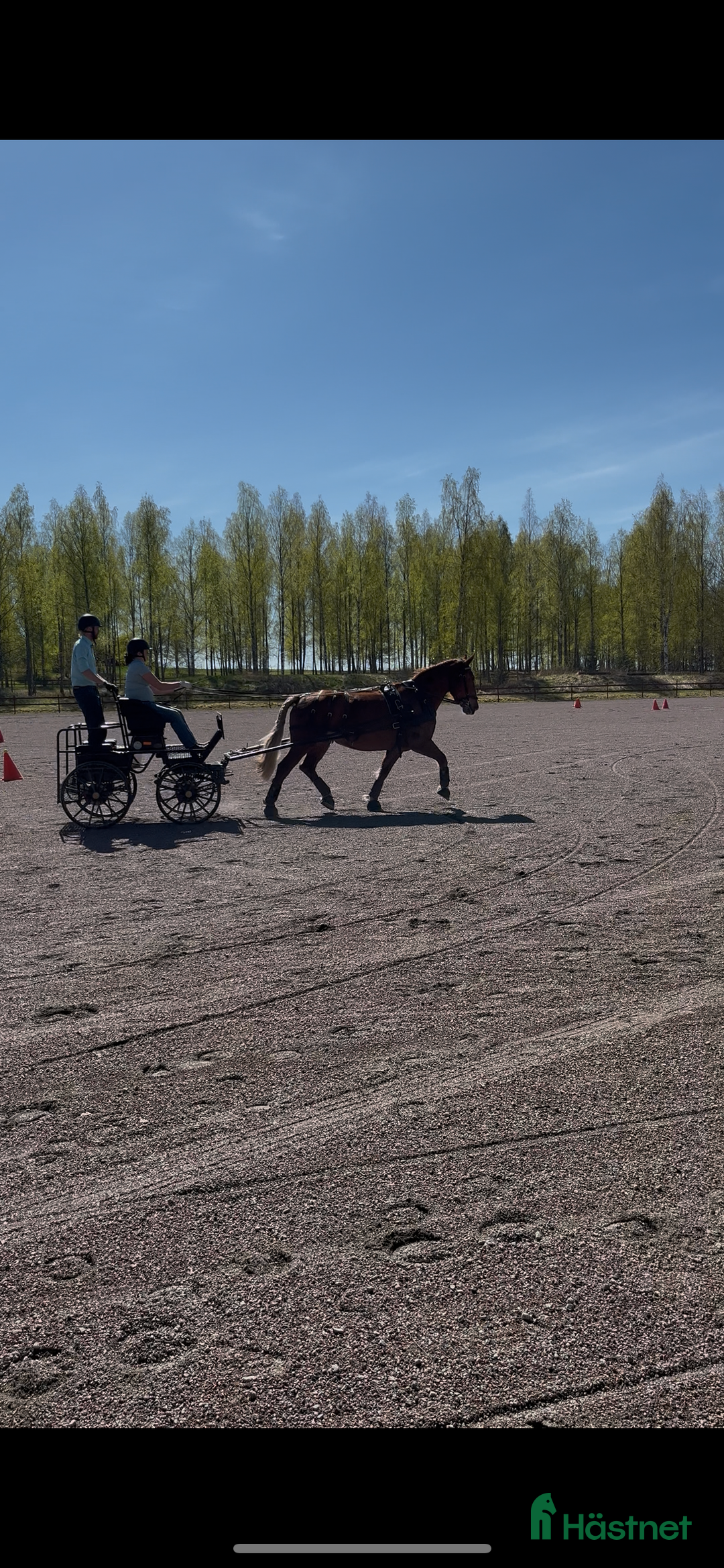 Körvagnar körning till salu: Maratonvagn storhäst i Västra Ämtervik - Annons 22