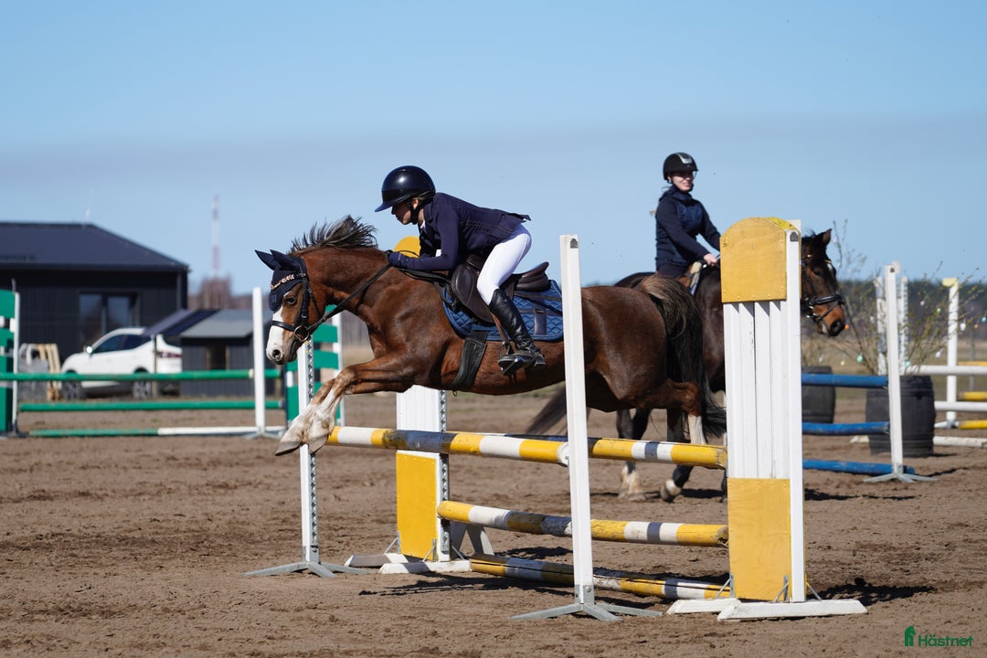 Galopp hästar till salu: Pony showjumping i Bräkne-Hoby - Annons 12