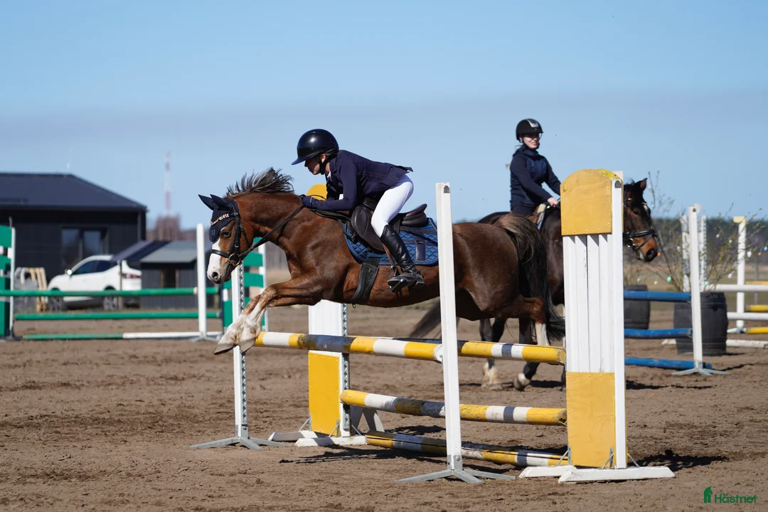 Galopp hästar till salu: Pony showjumping - Annons 12