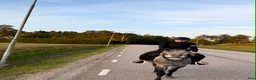 Allround hästar till salu: Sött Svenskfött Connemarasto - Annons 5