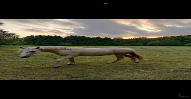  hästar i Kristianstad - Annons 7