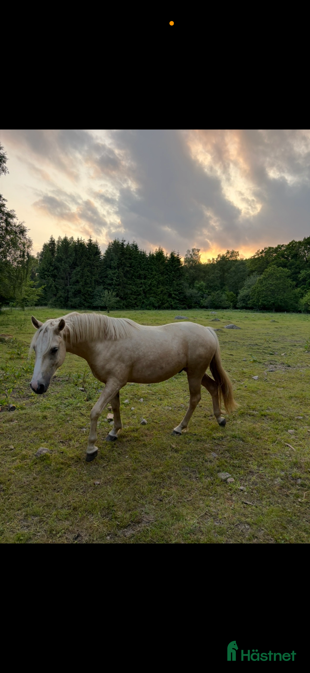 Allround hästar till salu: Lovande ungponny. i Kristianstad - Annons 4