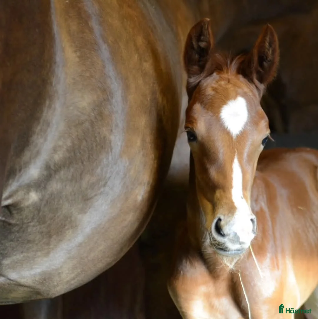 Allround hästar till salu: Flott Hingst för framtiden  - Annons 5