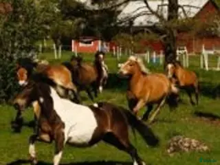 hästar Foderhäst (valack) för senare köp i Urshult - Annons 23